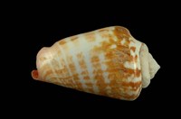 藏品(紅嬌鳳凰螺)的圖片